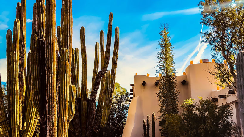 beautiful cactus in phoenix arizona